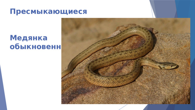 Пресмыкающиеся    Медянка  обыкновенная 
