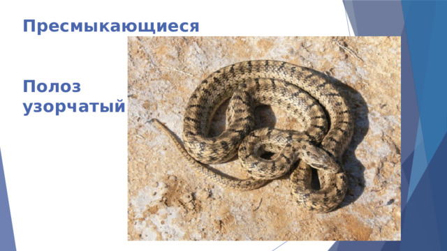 Пресмыкающиеся    Полоз  узорчатый 