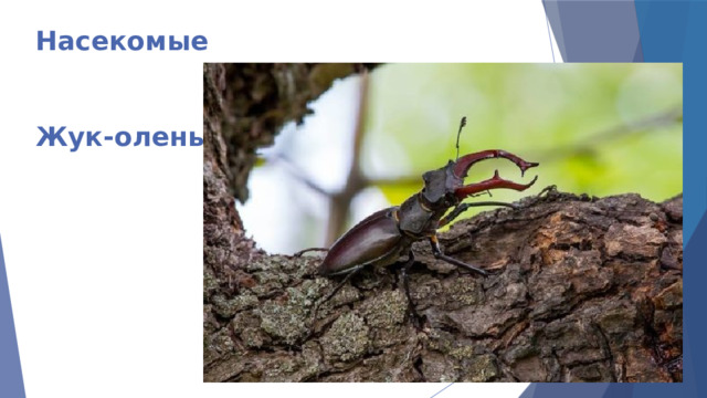 Насекомые    Жук-олень 