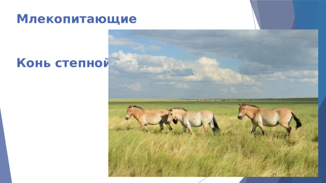 Млекопитающие    Конь степной 