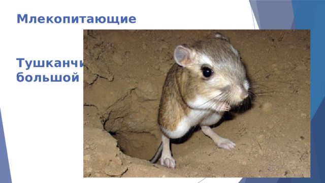 Млекопитающие    Тушканчик  большой 