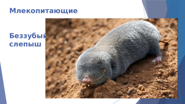 Млекопитающие    Беззубый  слепыш 