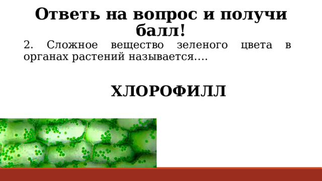 Ответь на вопрос и получи балл! 2. Сложное вещество зеленого цвета в органах растений называется…. ХЛОРОФИЛЛ 