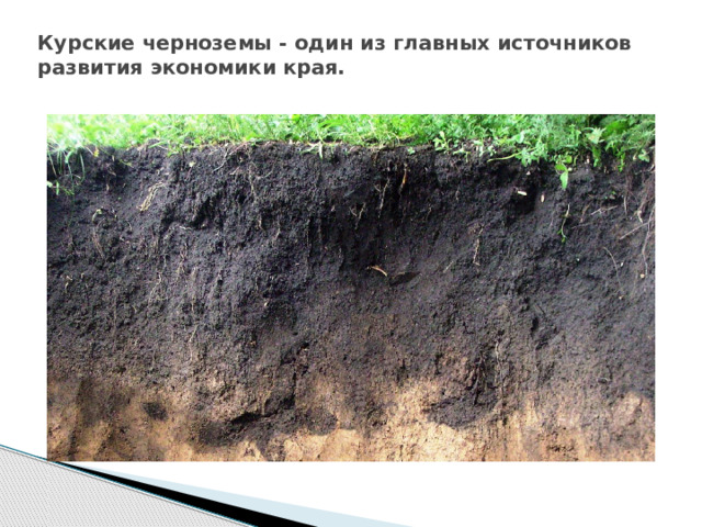 Курские черноземы - один из главных источников развития экономики края.   