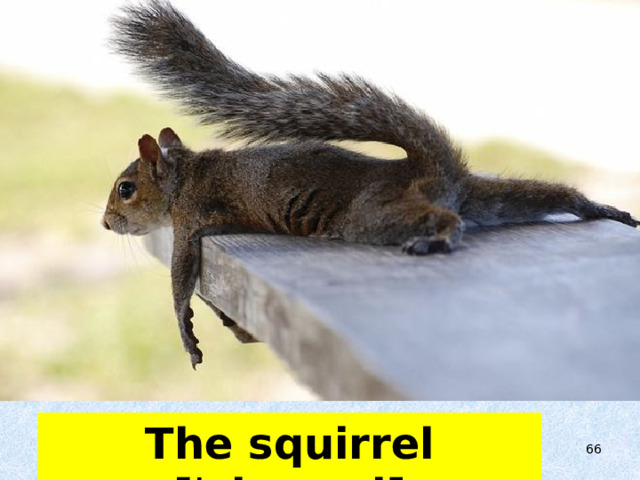 The squirrel [ˈskwɪrəl]  