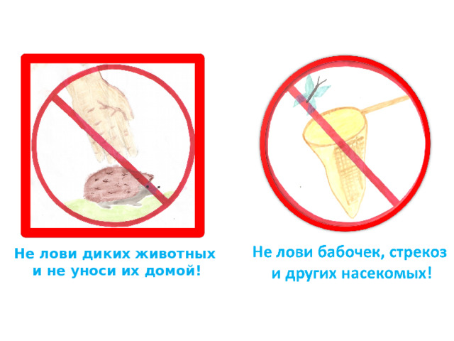Не лови диких животных  и не уноси их домой! 