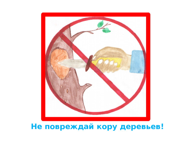 Не повреждай кору деревьев! 