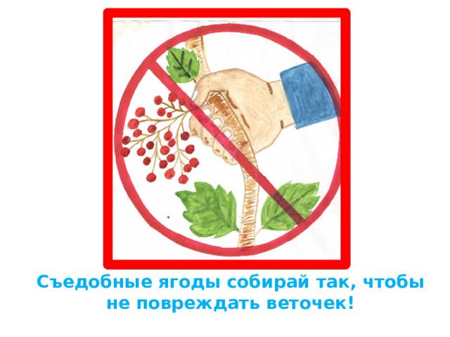 Съедобные ягоды собирай так, чтобы не повреждать веточек! 