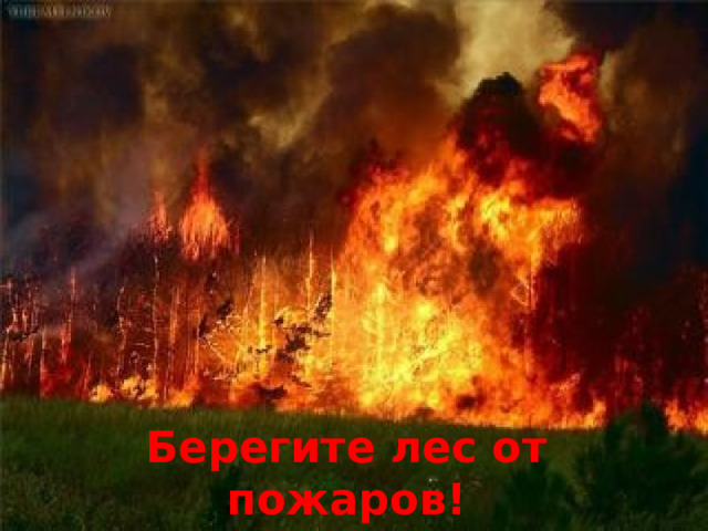 Берегите лес от пожаров! 