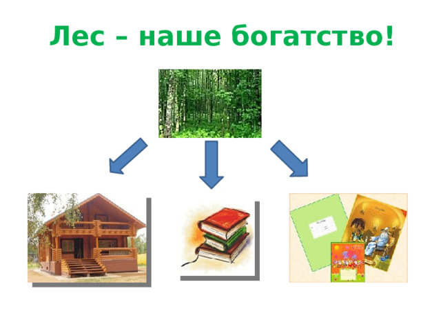 Лес – наше богатство! 