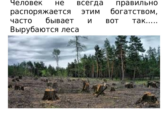 Человек не всегда правильно распоряжается этим богатством, часто бывает и вот так….. Вырубаются леса 