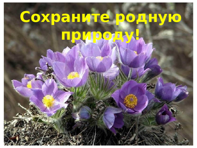 Сохраните родную природу! 