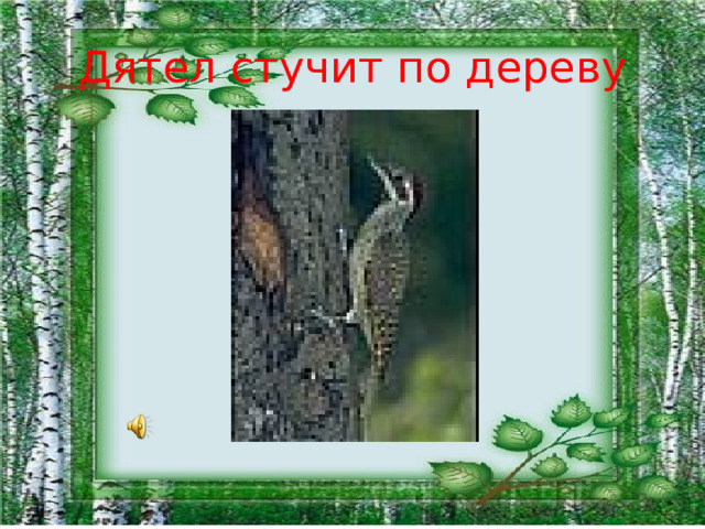 Дятел стучит по дереву 