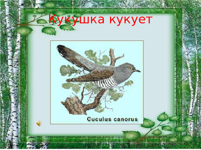 Кукушка кукует 