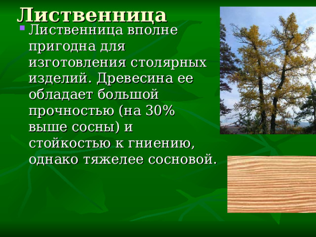 Лиственница Лиственница вполне пригодна для изготовления столярных изделий. Древесина ее обладает большой прочностью (на 30% выше сосны) и стойкостью к гниению, однако тяжелее сосновой. 