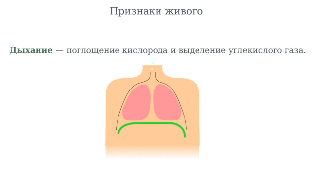 Признаки живого Дыхание — поглощение кислорода и выделение углекислого газа. 