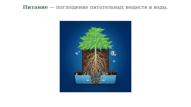 Питание — поглощение питательных веществ и воды. 