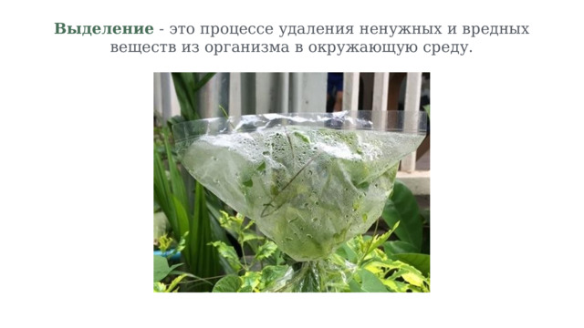 Выделение - это процессе удаления ненужных и вредных веществ из организма в окружающую среду. 