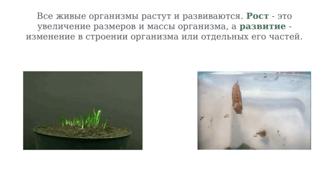 Все живые организмы растут и развиваются. Рост - это увеличение размеров и массы организма, а развитие - изменение в строении организма или отдельных его частей. 