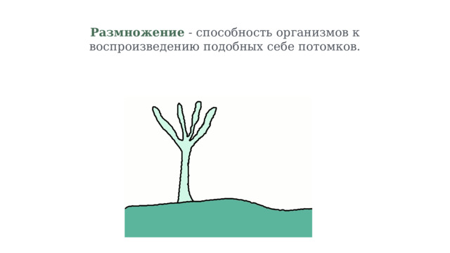 Размножение - способность организмов к воспроизведению подобных себе потомков. 