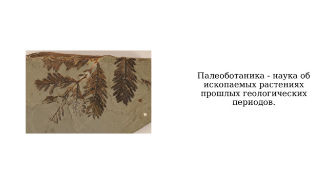 Палеоботаника - наука об ископаемых растениях прошлых геологических периодов. 