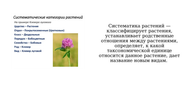 Систематика растений — классифицирует растения, устанавливает родственные отношения между растениями, определяет, к какой таксономической единице относится данное растение, дает название новым видам. 
