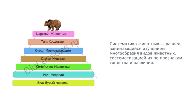 Систематика животных — раздел, занимающийся изучением многообразия видов животных, систематизацией их по признакам сходства и различия. 