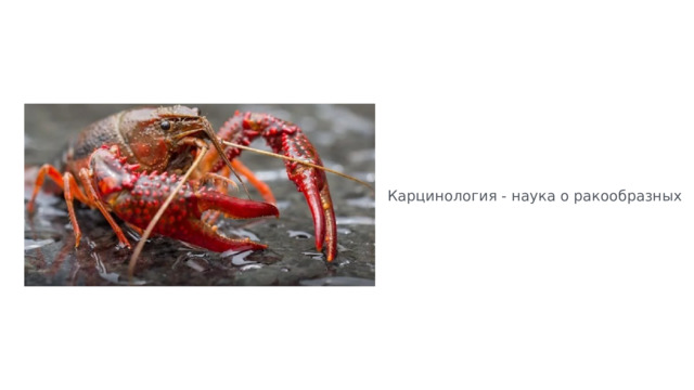 Карцинология - наука о ракообразных 