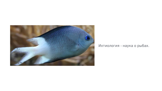 Ихтиология - наука о рыбах. 