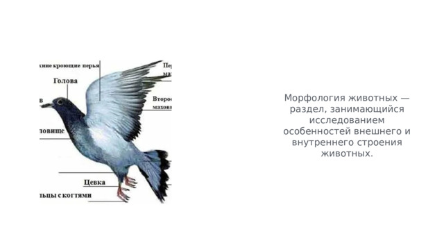 Морфология животных — раздел, занимающийся исследованием особенностей внешнего и внутреннего строения животных. 