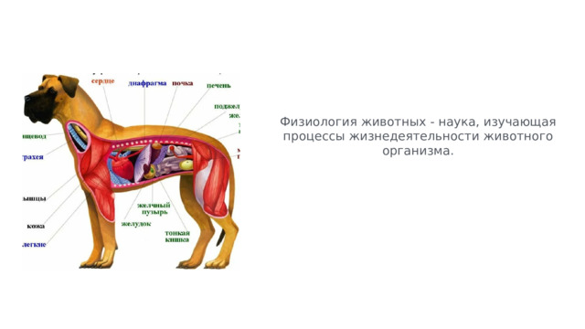 Физиология животных - наука, изучающая процессы жизнедеятельности животного организма. 
