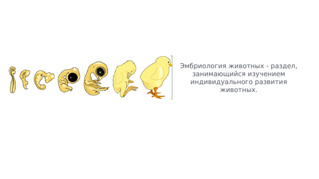 Эмбриология животных - раздел, занимающийся изучением индивидуального развития животных. 