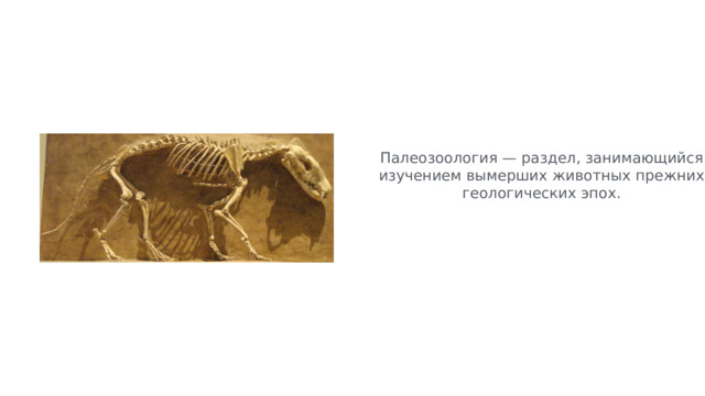 Палеозоология — раздел, занимающийся изучением вымерших животных прежних геологических эпох. 
