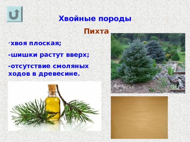 Хвойные породы Пихта хвоя плоская; -шишки растут вверх; -отсутствие смоляных ходов в древесине. 