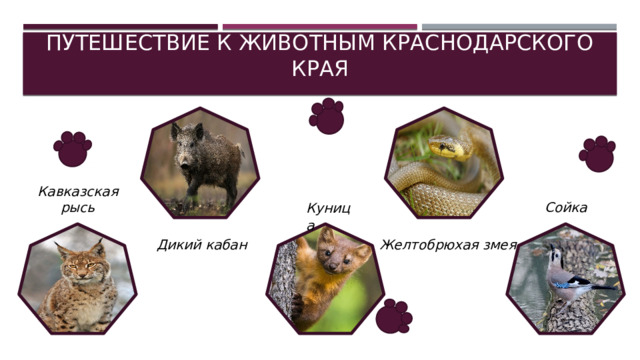 Путешествие к животным краснодарского края Кавказская рысь Сойка Куница Желтобрюхая змея Дикий кабан  