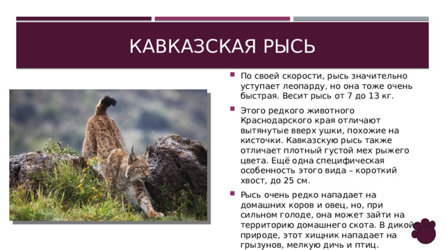 Кавказская рысь По своей скорости, рысь значительно уступает леопарду, но она тоже очень быстрая. Весит рысь от 7 до 13 кг. Этого редкого животного Краснодарского края отличают вытянутые вверх ушки, похожие на кисточки. Кавказскую рысь также отличает плотный густой мех рыжего цвета. Ещё одна специфическая особенность этого вида – короткий хвост, до 25 см. Рысь очень редко нападает на домашних коров и овец, но, при сильном голоде, она может зайти на территорию домашнего скота. В дикой природе, этот хищник нападает на грызунов, мелкую дичь и птиц. 