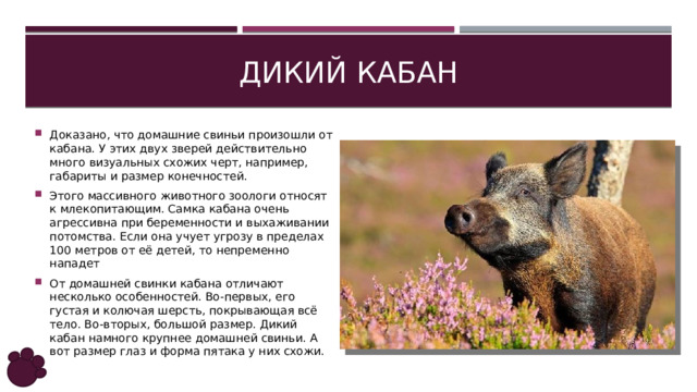 ДИКИЙ кабан Доказано, что домашние свиньи произошли от кабана. У этих двух зверей действительно много визуальных схожих черт, например, габариты и размер конечностей. Этого массивного животного зоологи относят к млекопитающим. Самка кабана очень агрессивна при беременности и выхаживании потомства. Если она учует угрозу в пределах 100 метров от её детей, то непременно нападет От домашней свинки кабана отличают несколько особенностей. Во-первых, его густая и колючая шерсть, покрывающая всё тело. Во-вторых, большой размер. Дикий кабан намного крупнее домашней свиньи. А вот размер глаз и форма пятака у них схожи. 