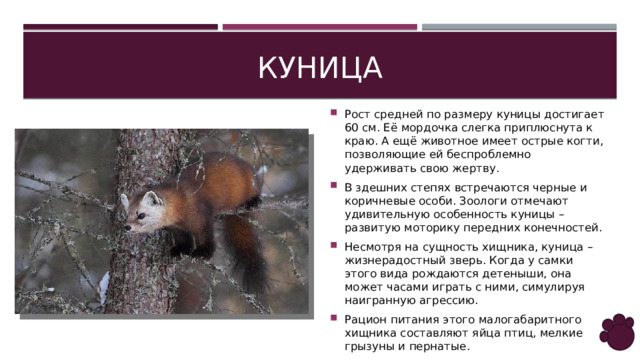 КУНИЦА Рост средней по размеру куницы достигает 60 см. Её мордочка слегка приплюснута к краю. А ещё животное имеет острые когти, позволяющие ей беспроблемно удерживать свою жертву. В здешних степях встречаются черные и коричневые особи. Зоологи отмечают удивительную особенность куницы – развитую моторику передних конечностей. Несмотря на сущность хищника, куница – жизнерадостный зверь. Когда у самки этого вида рождаются детеныши, она может часами играть с ними, симулируя наигранную агрессию. Рацион питания этого малогабаритного хищника составляют яйца птиц, мелкие грызуны и пернатые. 