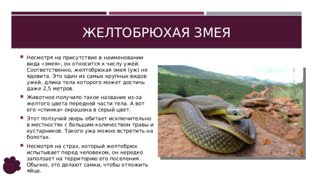 Желтобрюхая змея Несмотря на присутствие в наименовании вида «змея», он относится к числу ужей. Соответственно, желтобрюхая змея (уж) не ядовита. Это один из самых крупных видов ужей, длина тела которого может достичь даже 2,5 метров. Животное получило такое название из-за желтого цвета передней части тела. А вот его «спинка» окрашена в серый цвет. Этот ползучий зверь обитает исключительно в местностях с большим количеством травы и кустарников. Такого ужа можно встретить на болотах. Несмотря на страх, который желтобрюх испытывает перед человеком, он нередко заползает на территорию его поселения. Обычно, это делают самки, чтобы отложить яйца. 