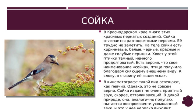 сойка В Краснодарском крае много этих красивых пернатых созданий. Сойка отличается разноцветными перьями. Её трудно не заметить. На теле сойки есть коричневые, белые, черные, красные и даже голубые перышки. Хвост у этой птички темный, немного продолговатый. Есть версия, что свое наименование «сойка», птица получила благодаря сияющему внешнему виду. К слову, в старину её звали «соа». В кинематографе такой вид освещают, как певчий. Однако, это не совсем верно. Сойка издает не очень приятный звук, скорее, отталкивающий. В дикой природе, она, аналогично попугаю, пытается воспроизвести услышанный звук, и это у нее нередко выходит. 