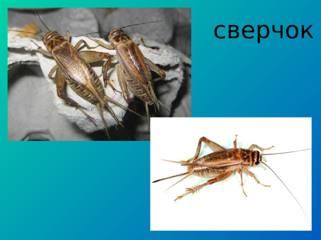 сверчок 