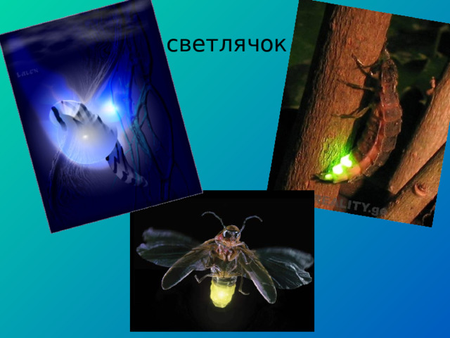 светлячок 
