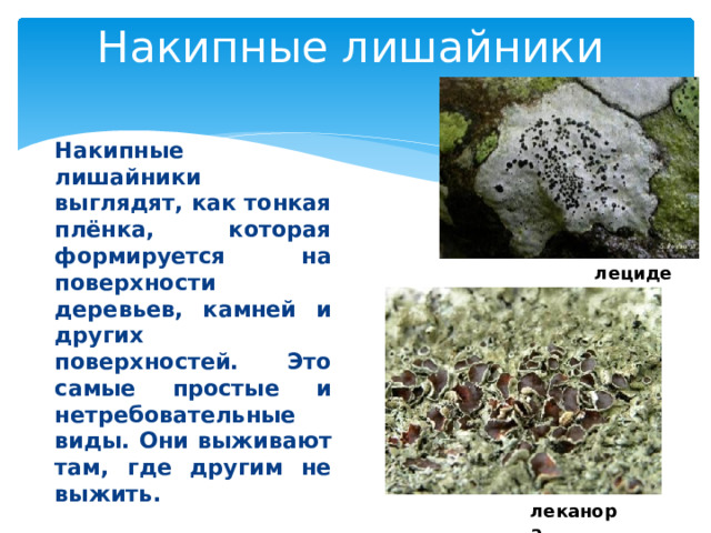 Накипные лишайники Накипные лишайники выглядят, как тонкая плёнка, которая формируется на поверхности деревьев, камней и других поверхностей. Это самые простые и нетребовательные виды. Они выживают там, где другим не выжить. лецидея леканора 