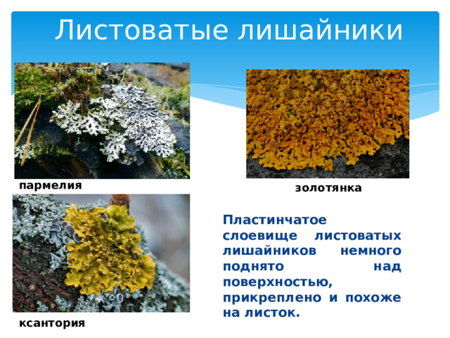 Листоватые лишайники   Пластинчатое слоевище листоватых лишайников немного поднято над поверхностью, прикреплено и похоже на листок. пармелия золотянка ксантория 