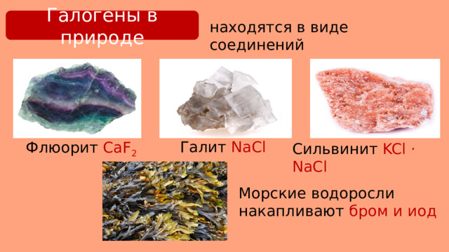 Галогены в природе находятся в виде соединений Галит NaCl Флюорит CaF 2 Сильвинит KCl · NaCl Морские водоросли накапливают бром и иод 