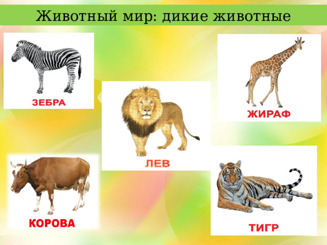 Животный мир: дикие животные Задание: «Внимательно посмотри на картинки, кого ты видишь? –животных. Назови каждого животного. Где живет каждый из них? Как одним словом можно назвать всех животных изображенных на картинках? Как ты думаешь, кто из них лишний? Назови его. Почему корова лишняя?» 2 