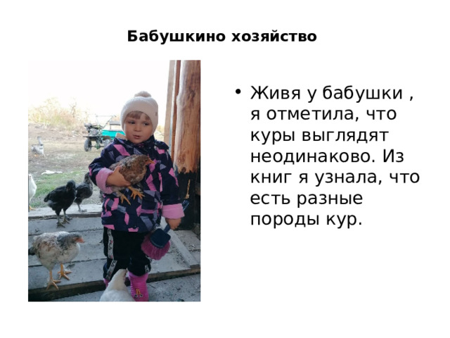 Бабушкино хозяйство Живя у бабушки , я отметила, что куры выглядят неодинаково. Из книг я узнала, что есть разные породы кур. 