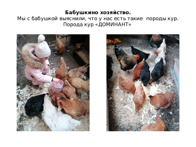 Бабушкино хозяйство.  Мы с бабушкой выяснили, что у нас есть такие породы кур.  Порода кур «ДОМИНАНТ» 