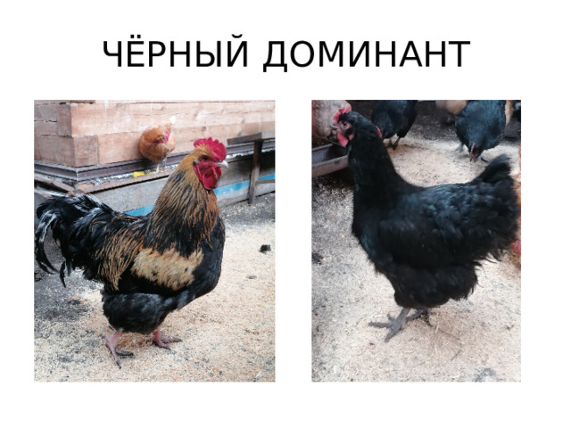 ЧЁРНЫЙ ДОМИНАНТ 
