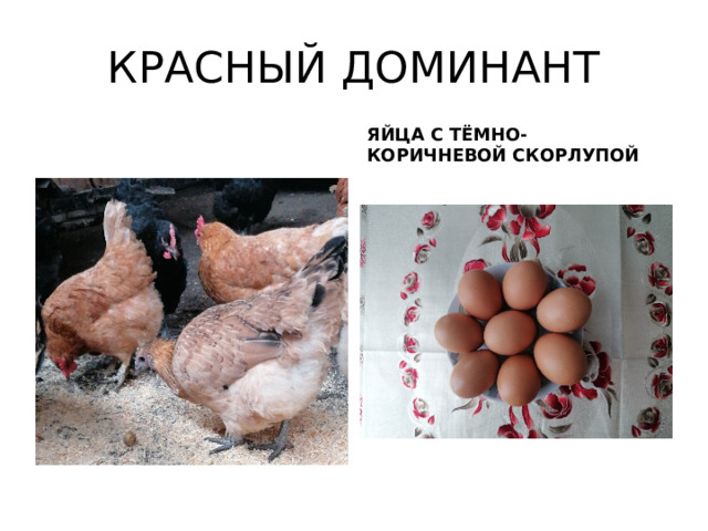 КРАСНЫЙ ДОМИНАНТ ЯЙЦА С ТЁМНО-КОРИЧНЕВОЙ СКОРЛУПОЙ 